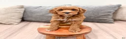 Mini Goldendoodle dogs for sale: Harry - Ad 3