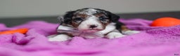 Mini Bernedoodle dogs for sale: Jasper - Ad 8