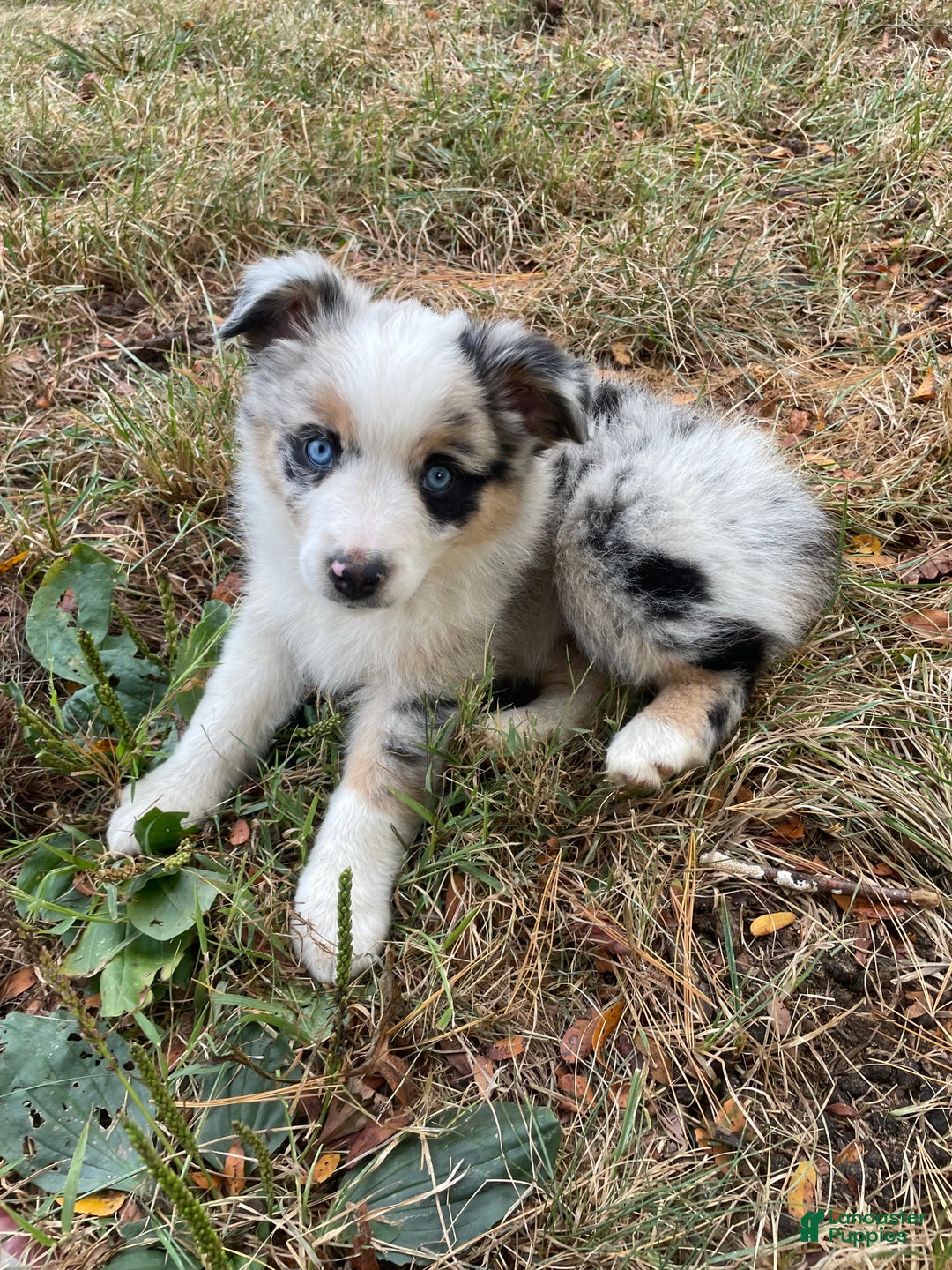 Puppies Mini Aussie Litter Size Lilac Tri Aussie Puppies Miniature
