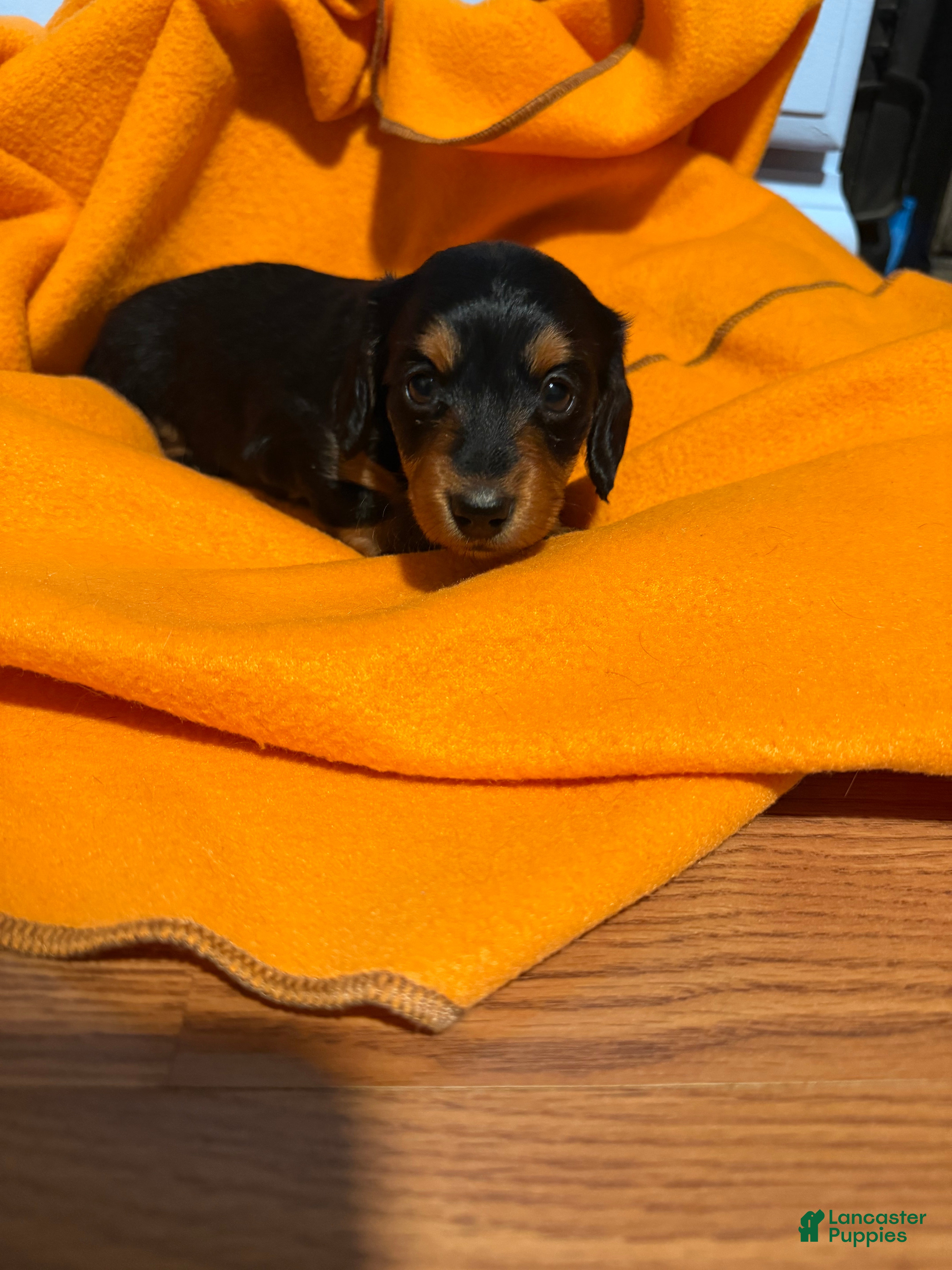 Miniature Dachshund dogs Minnie - Ad 1