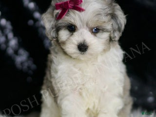 Maltipoo dogs - Ad 16