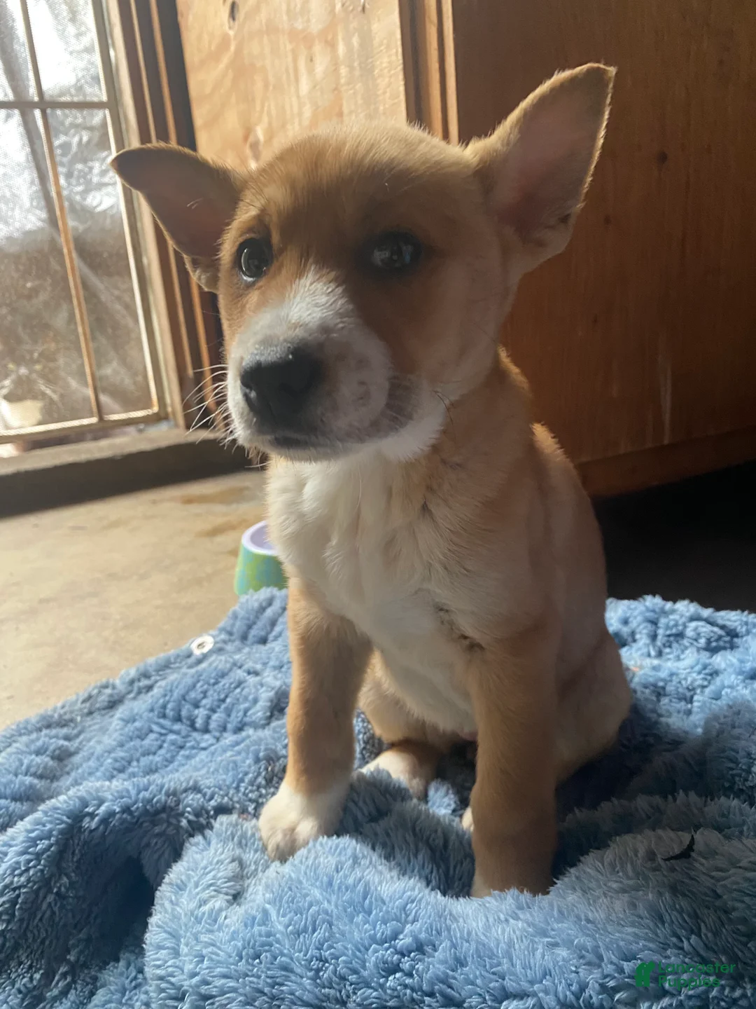 Mixed Breed dogs for sale: Mixed Breed Puppy 2 - Ad 3