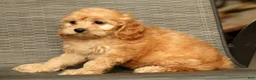 Cockapoo dogs for sale: Millie - Ad 9