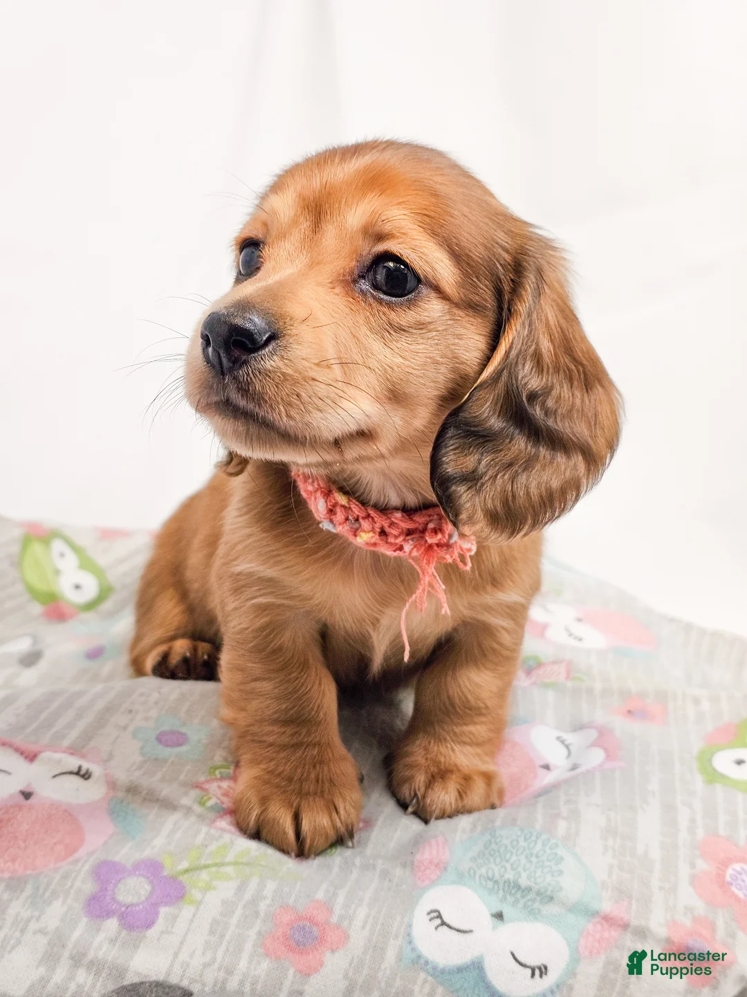 Miniature Dachshund dogs for sale: Bean - Ad 1