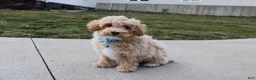 Bichpoo dogs for sale: Rio - Ad 3