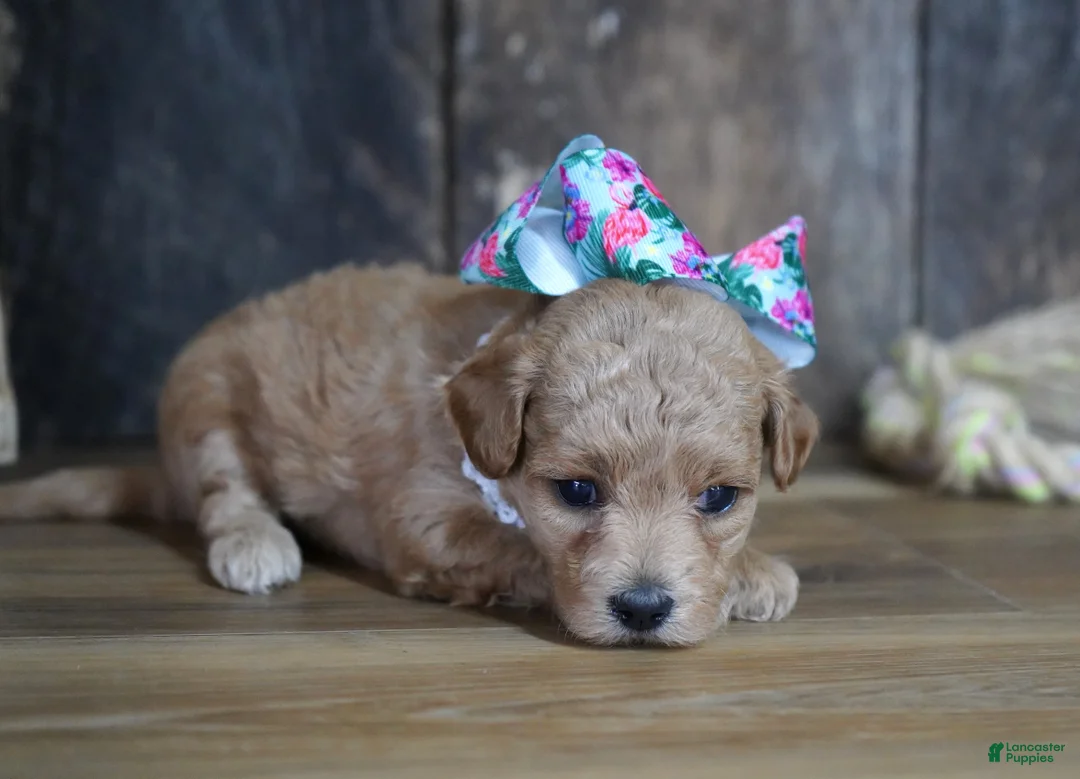 Maltipoo dogs for sale: Grace - Ad 2
