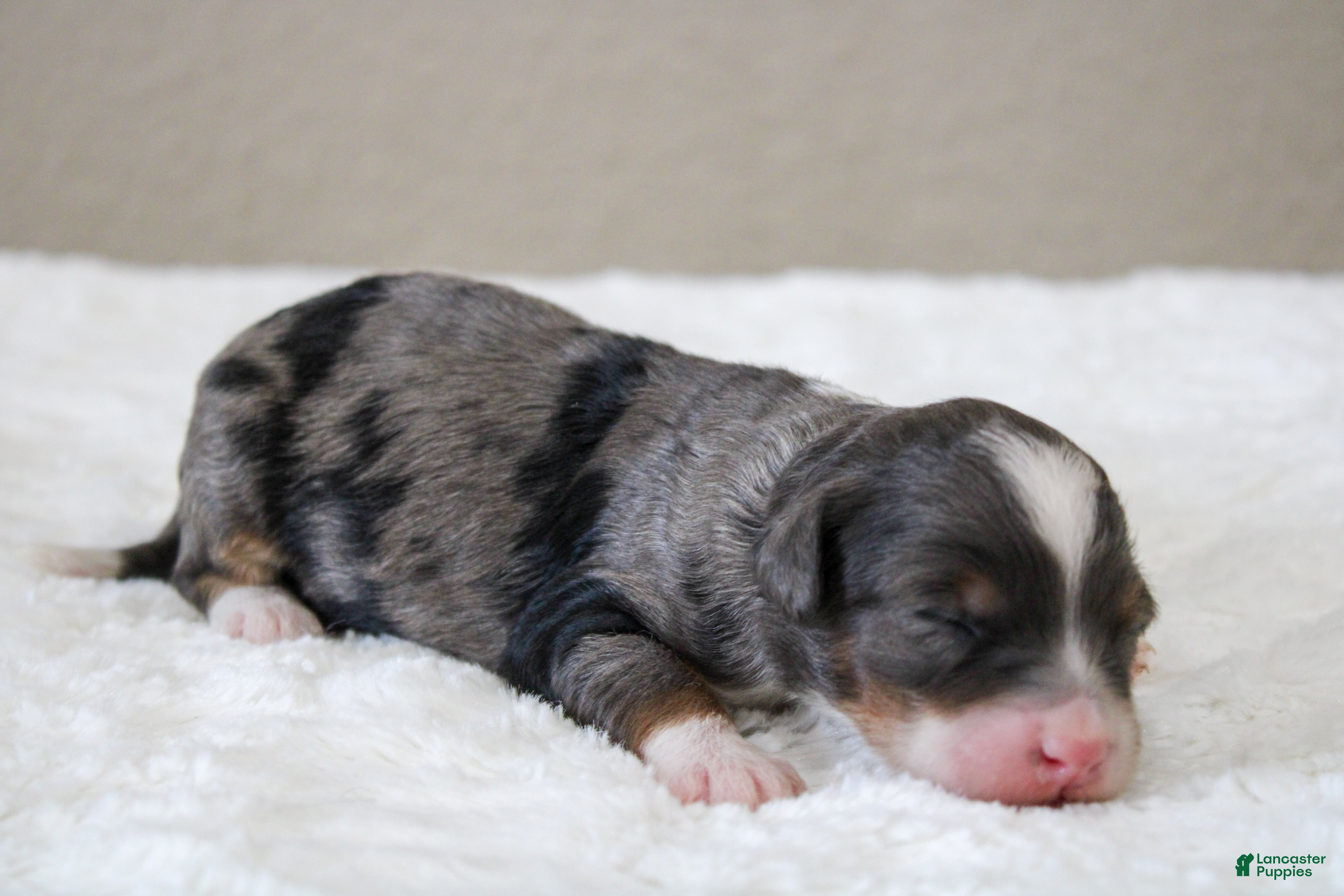 Mini Bernedoodle dogs Mini Bernedoodle 7 - Ad 2