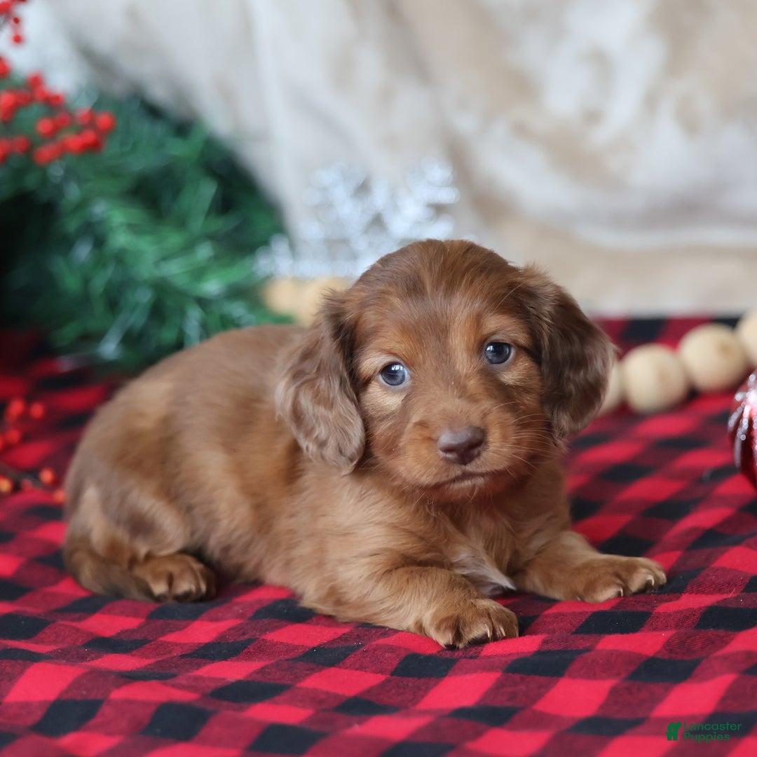 Miniature Dachshund dogs for sale: Silver  - Ad 4