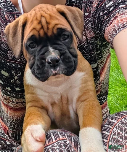 Gallery Image {{count}}