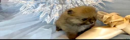 Pomeranian dogs for sale: Tiramisu - Ad 11