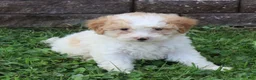 Mini Goldendoodle dogs for sale: Charita - Ad 3