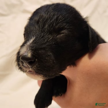 Mini Aussiedoodle dogs for sale: Scout_Male Tri-Color Possible Phantom - Ad 1
