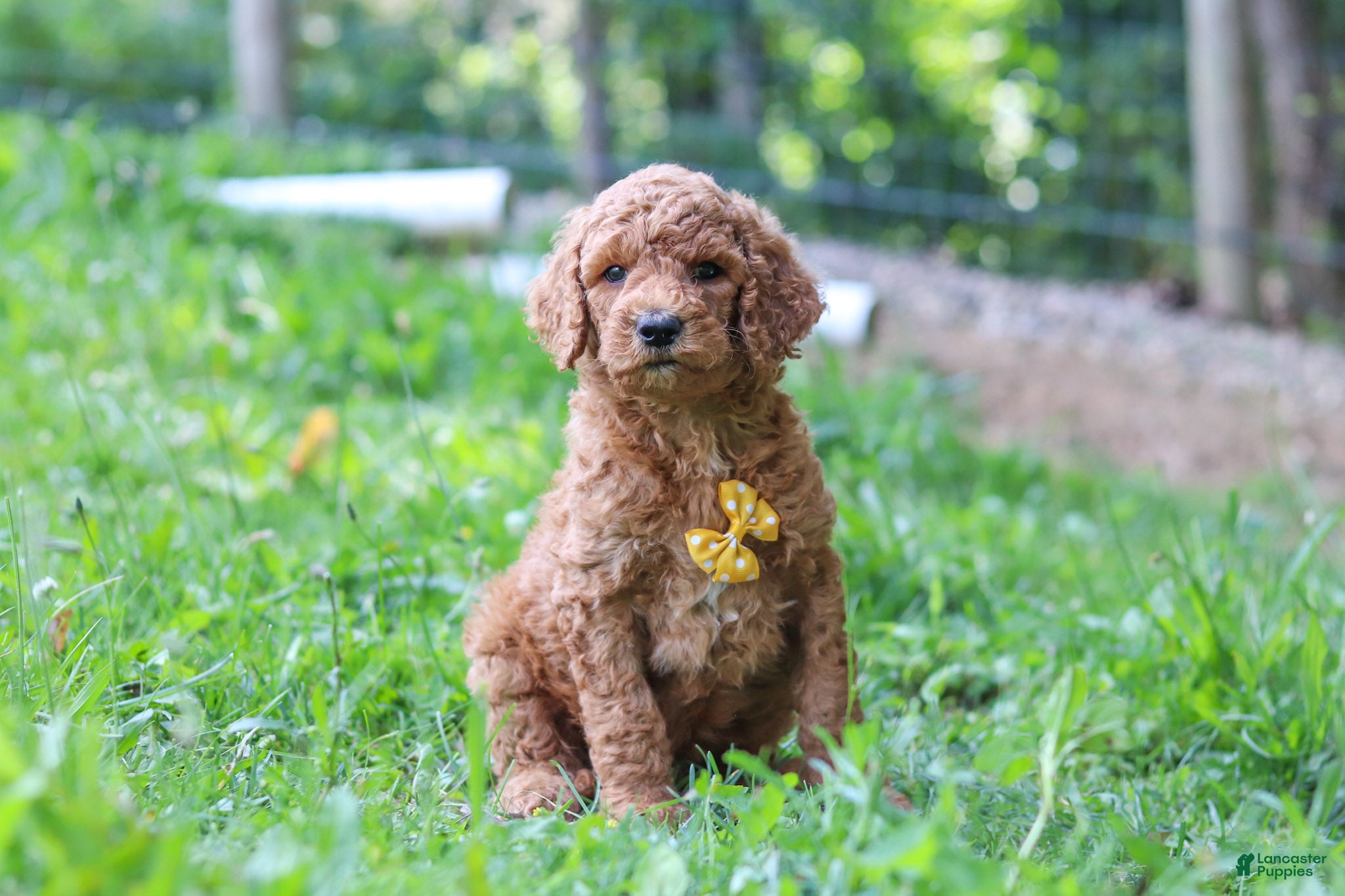Standard Poodle dogs Alex AKC - Ad 1