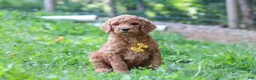 Standard Poodle dogs for sale: Alex AKC - Ad 4