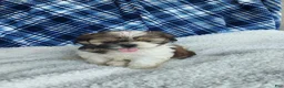 Shih Tzu dogs for sale: MOLLY - Ad 7
