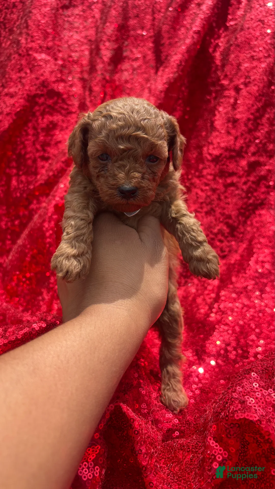 Toy Poodle dogs for sale: Toy Poodle Puppy 2 - Ad 1