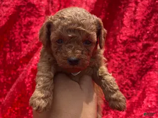 Toy Poodle dogs for sale: Toy Poodle Puppy 2 - Ad 1