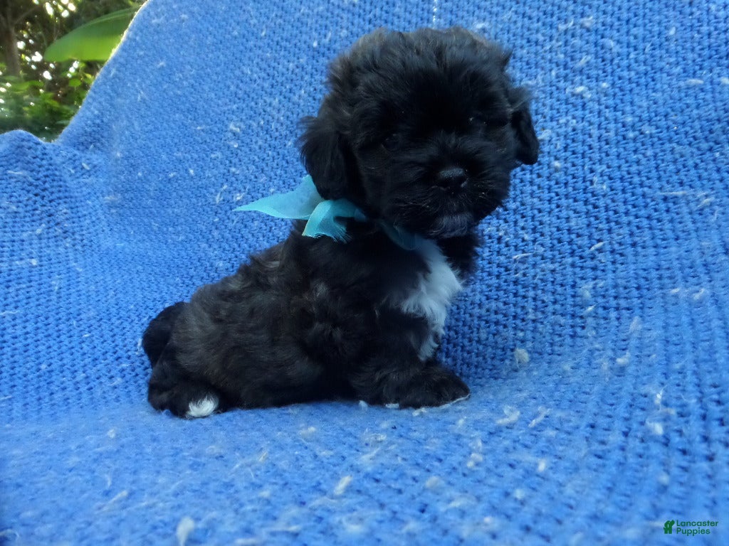 Morkie dogs Colt  - Ad 2