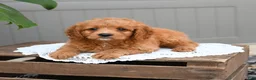 Cavapoo dogs for sale: Sonny - Ad 2
