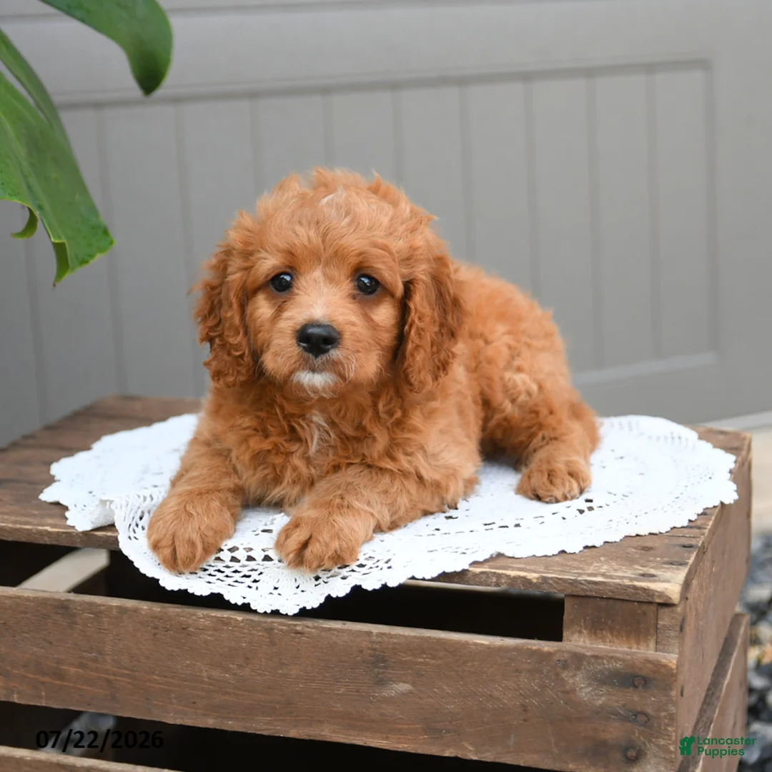 Cavapoo dogs for sale: Sonny - Ad 2
