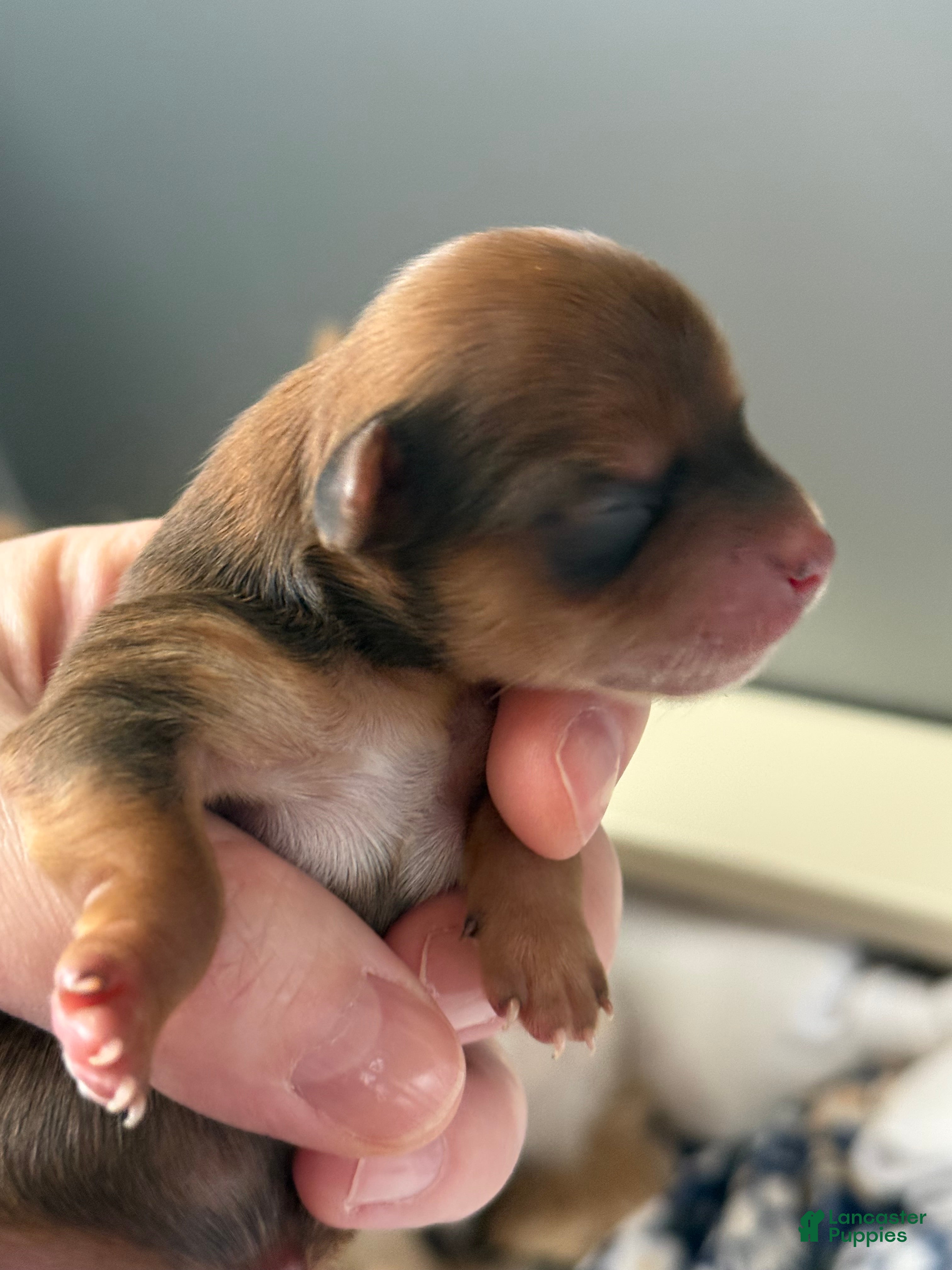 Yorkshire Terrier dogs Yorkshire Terrier Puppy 3 - Ad 31