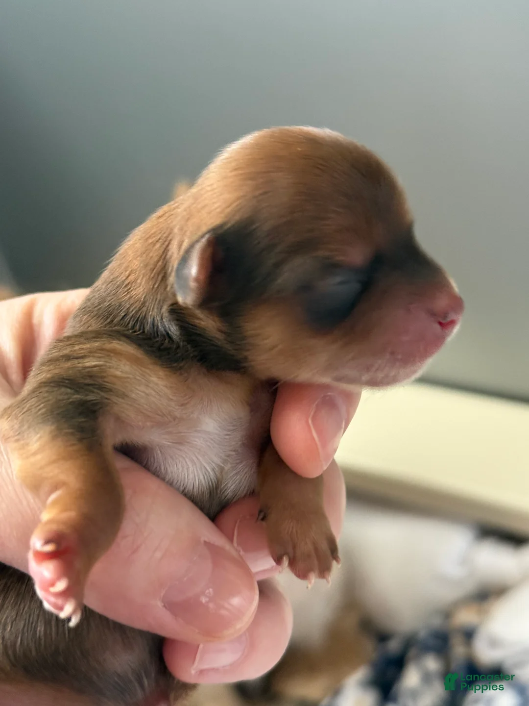 Yorkshire Terrier dogs for sale: Yorkshire Terrier Puppy 3 - Ad 1