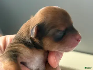 Yorkshire Terrier dogs Yorkshire Terrier Puppy 3 - Ad 31