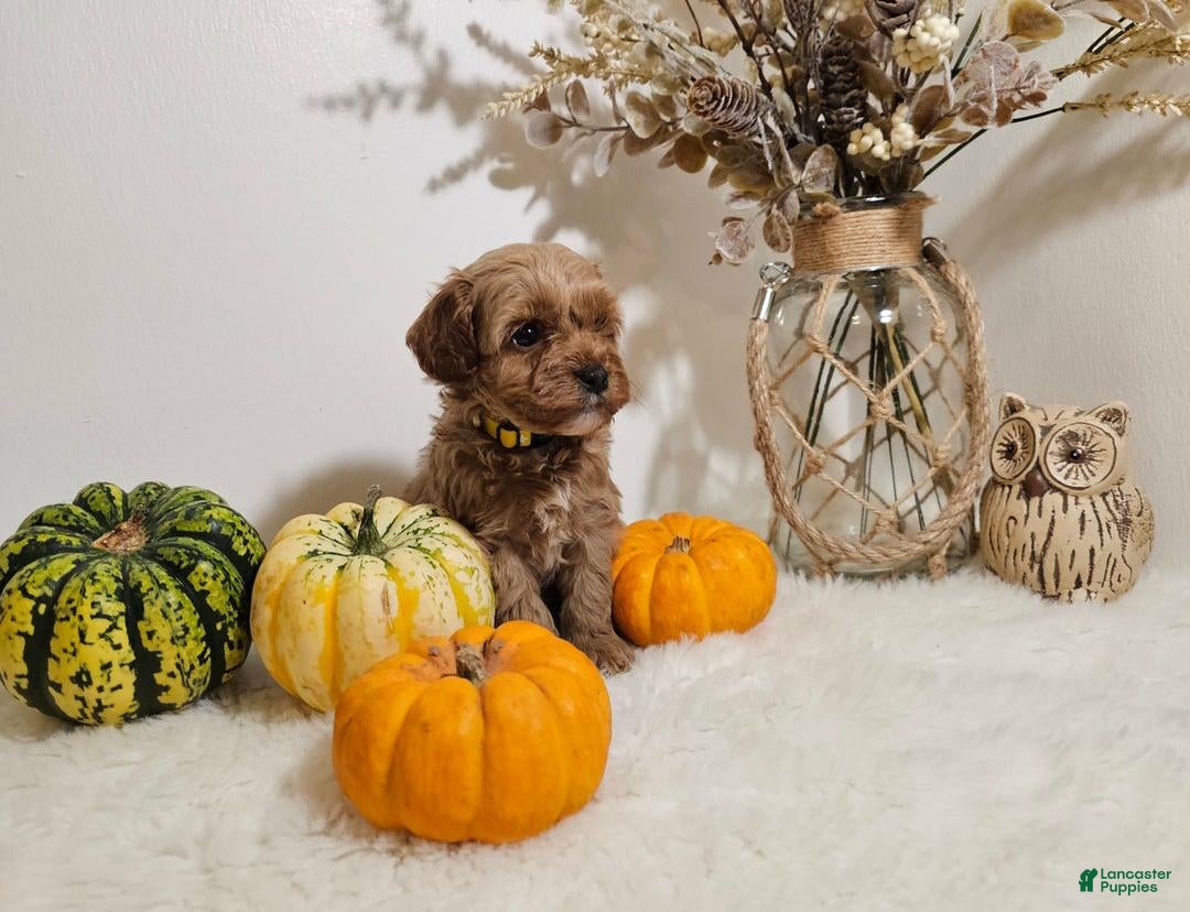 Cavapoo dogs Cinnamon  - Ad 9