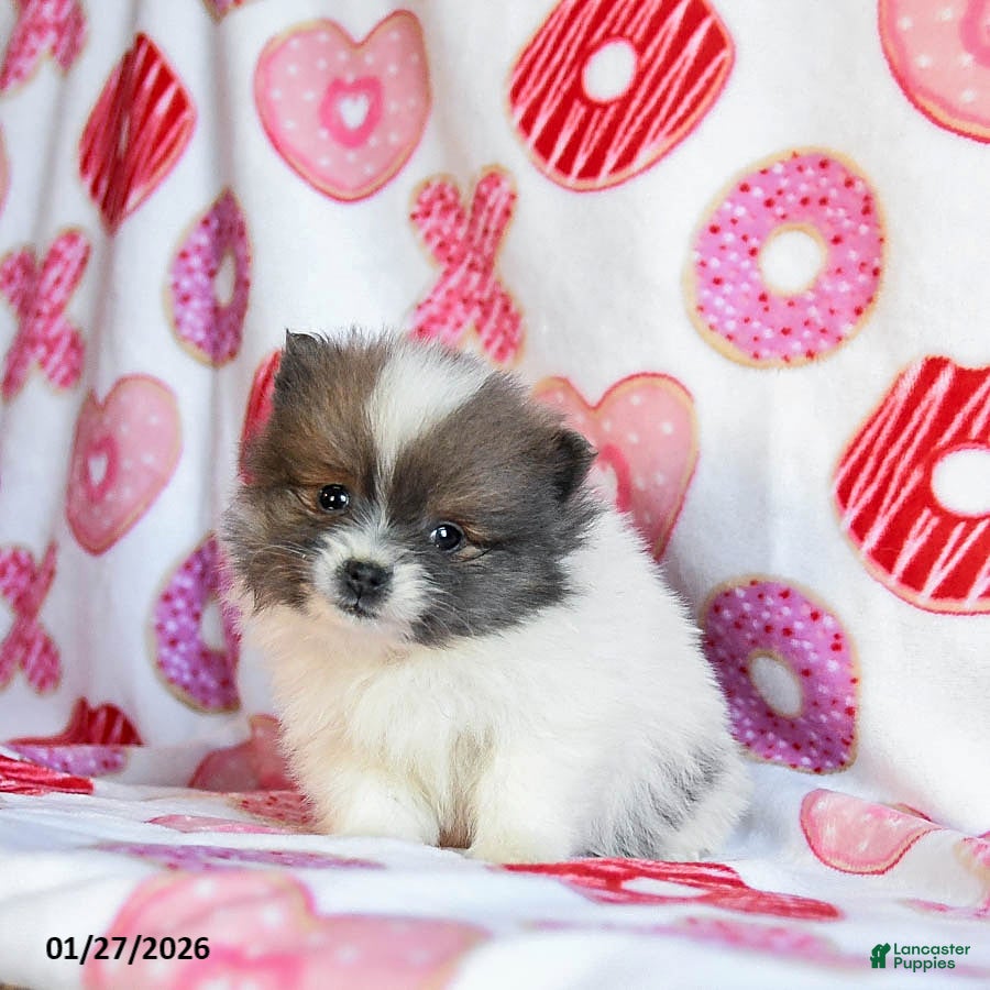 Pomeranian dogs Autumn - Ad 2