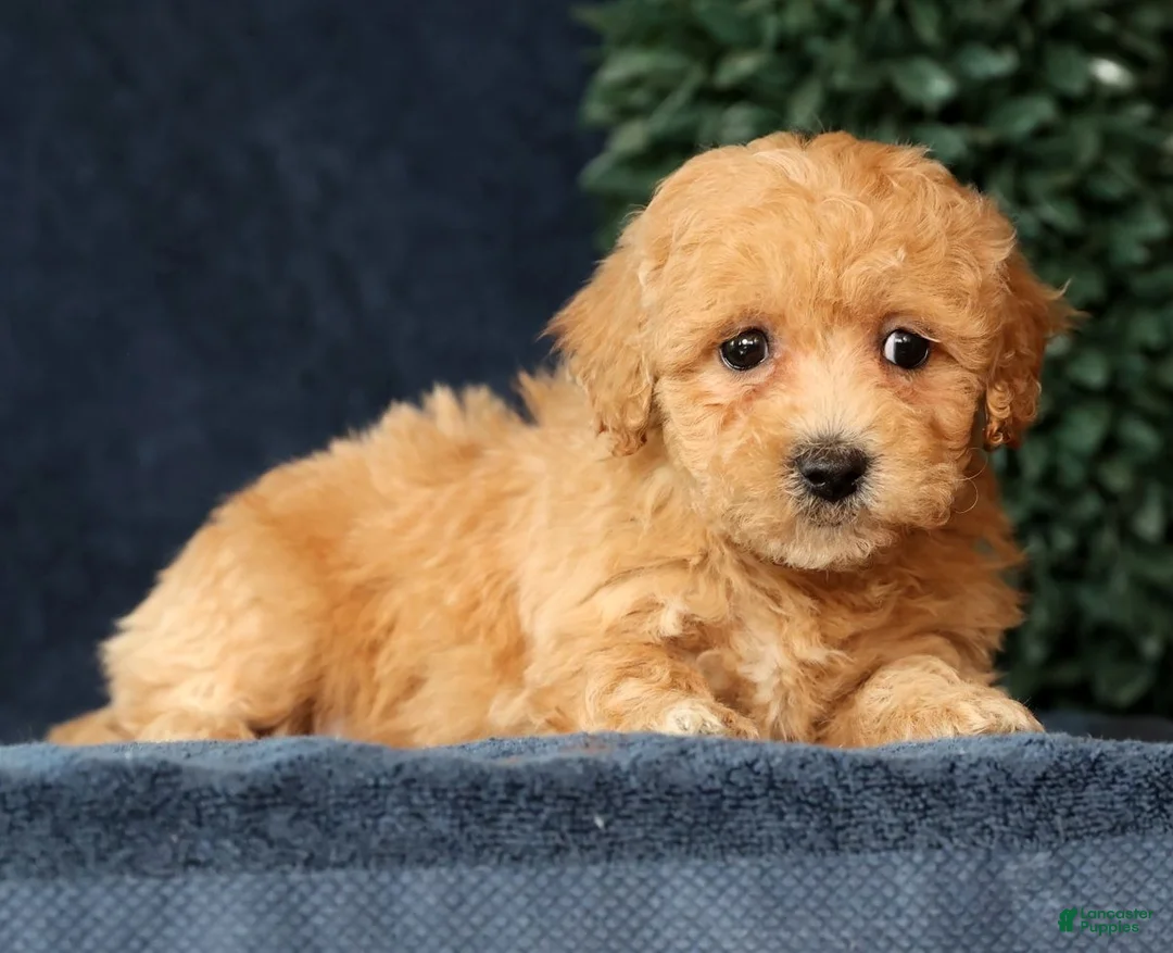 Bichpoo dogs for sale: Harper - Ad 5