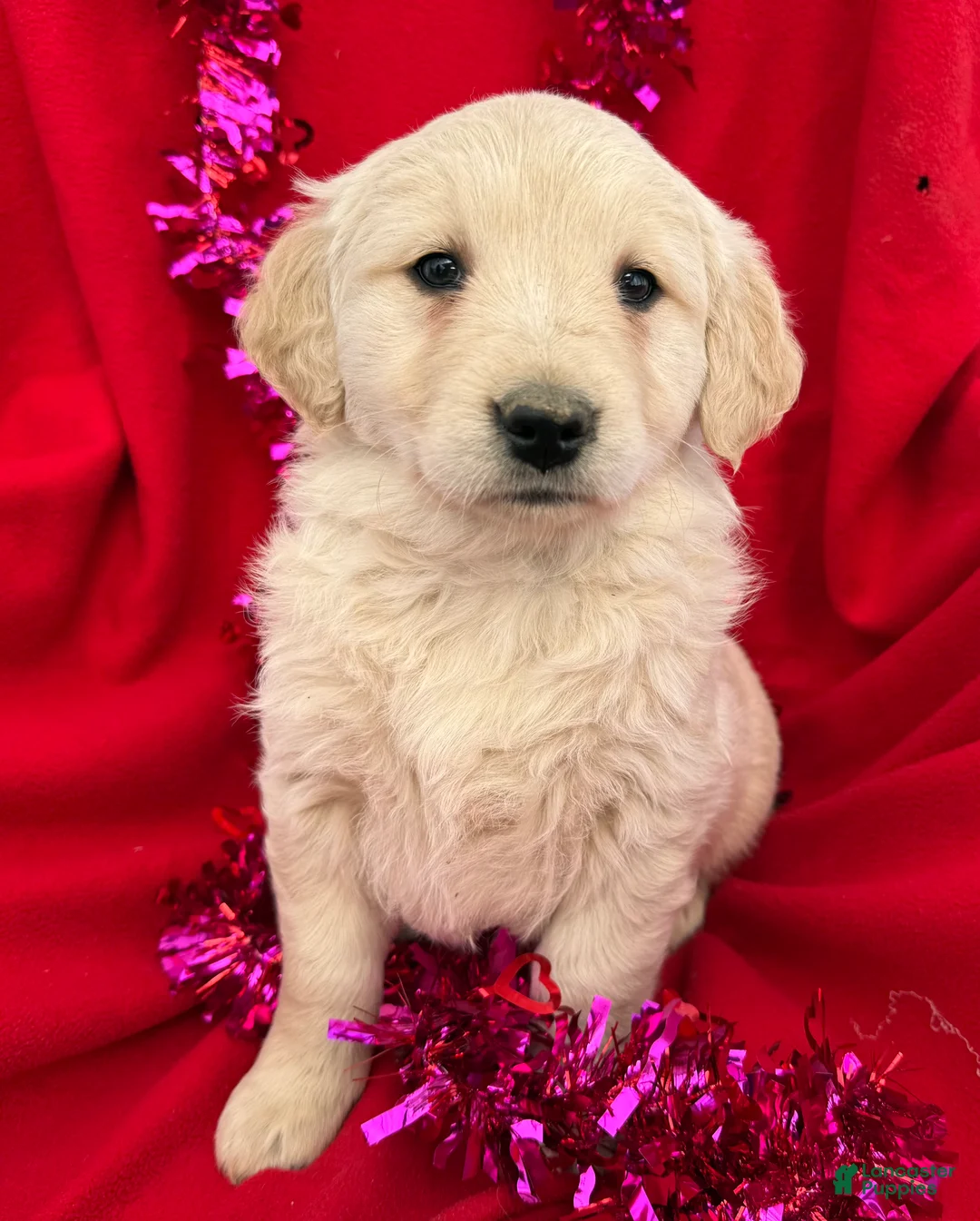 Golden Retriever dogs for sale: Lilly - Ad 2