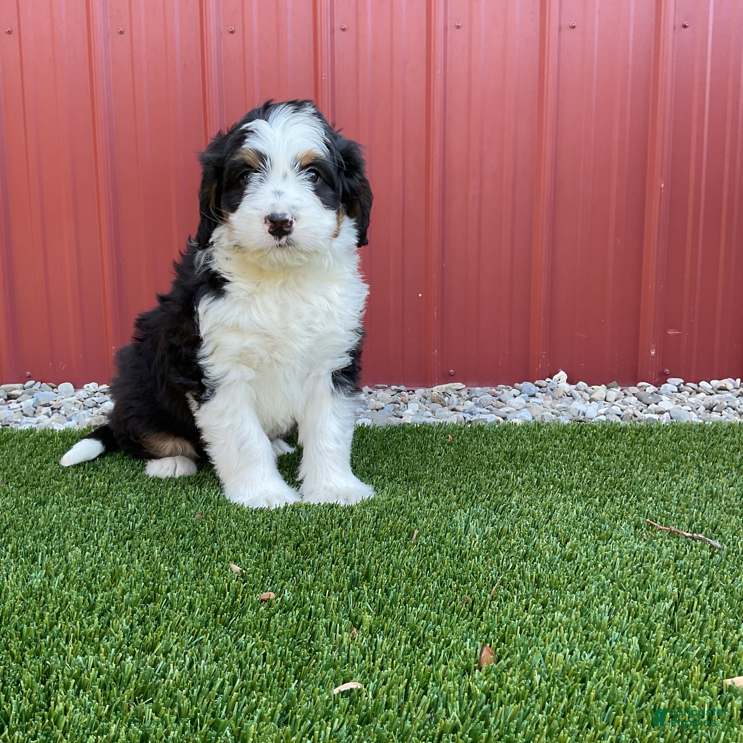 Bernedoodle dogs Tulip  - Ad 1