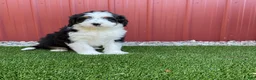 Bernedoodle dogs for sale: Tulip  - Ad 1