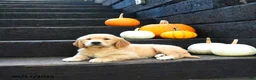 Golden Retriever dogs for sale: Autumn - Ad 2