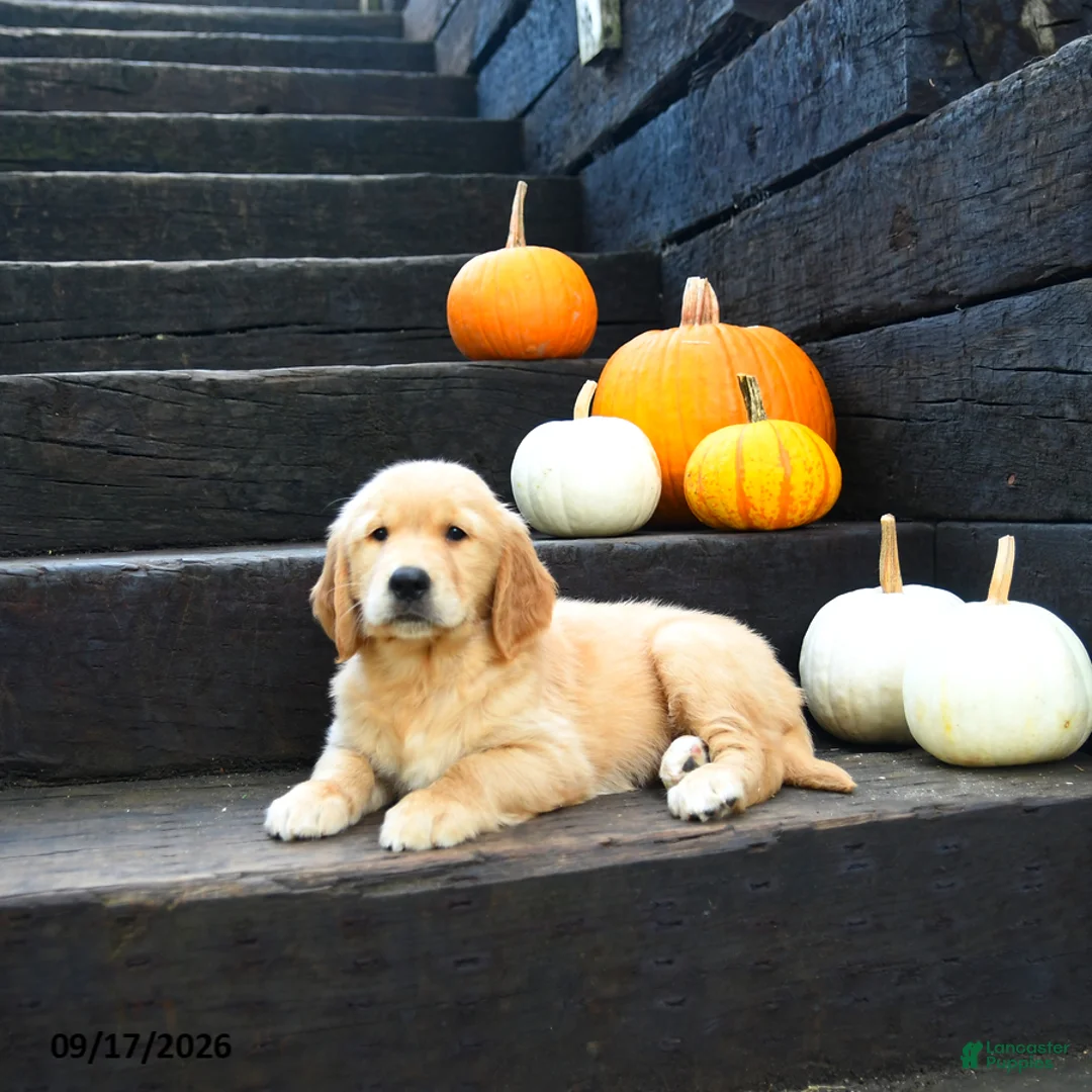 Golden Retriever dogs for sale: Autumn - Ad 2