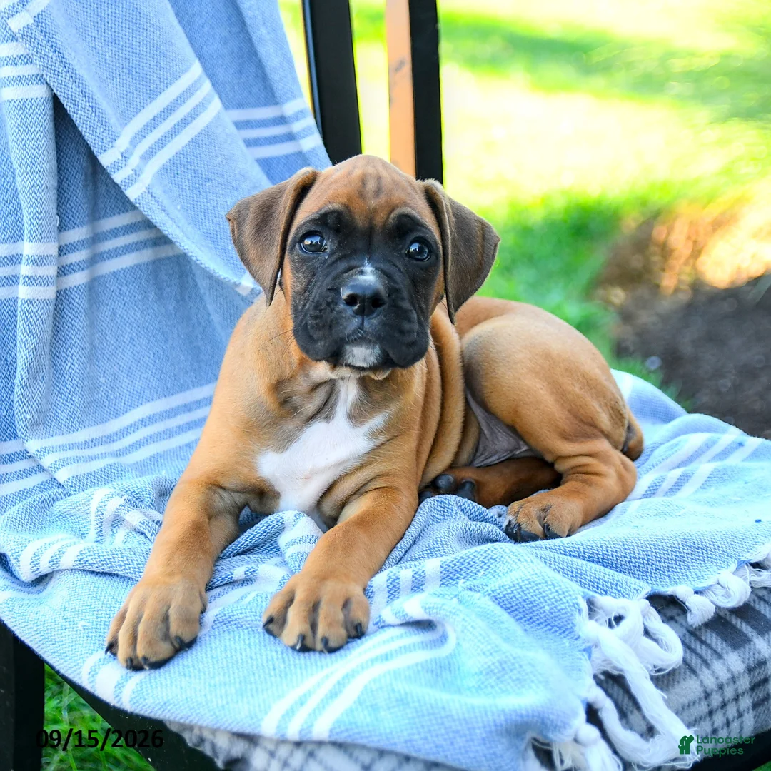 Boxer dogs for sale: Oliver - Ad 5