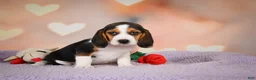 Beagle dogs for sale: OAKLY - Ad 3