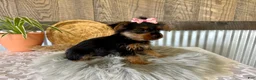Yorkshire Terrier dogs for sale: Sharla - Ad 4