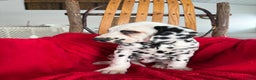 Dalmatian dogs for sale: Tommy - Ad 14