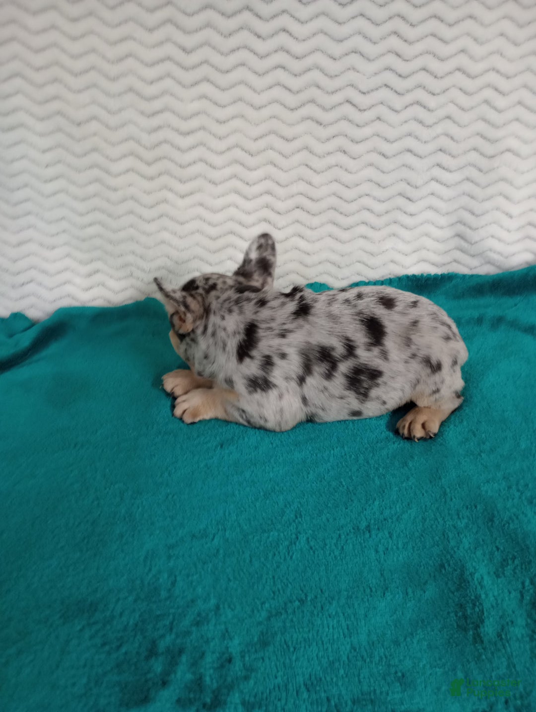 French Bulldog dogs for sale: Holly  - Ad 4