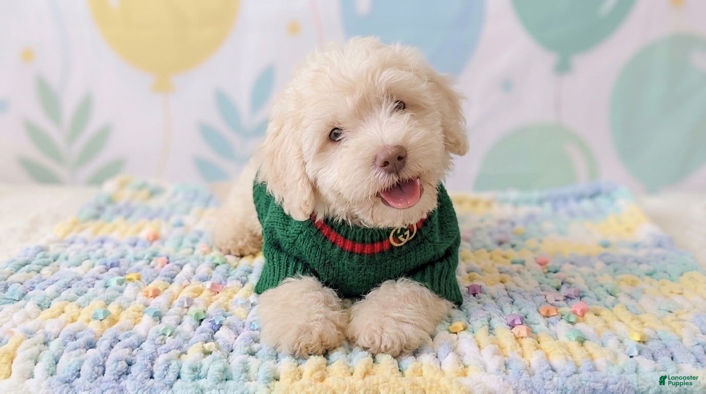 Maltipoo dogs GUCCI - Ad 1