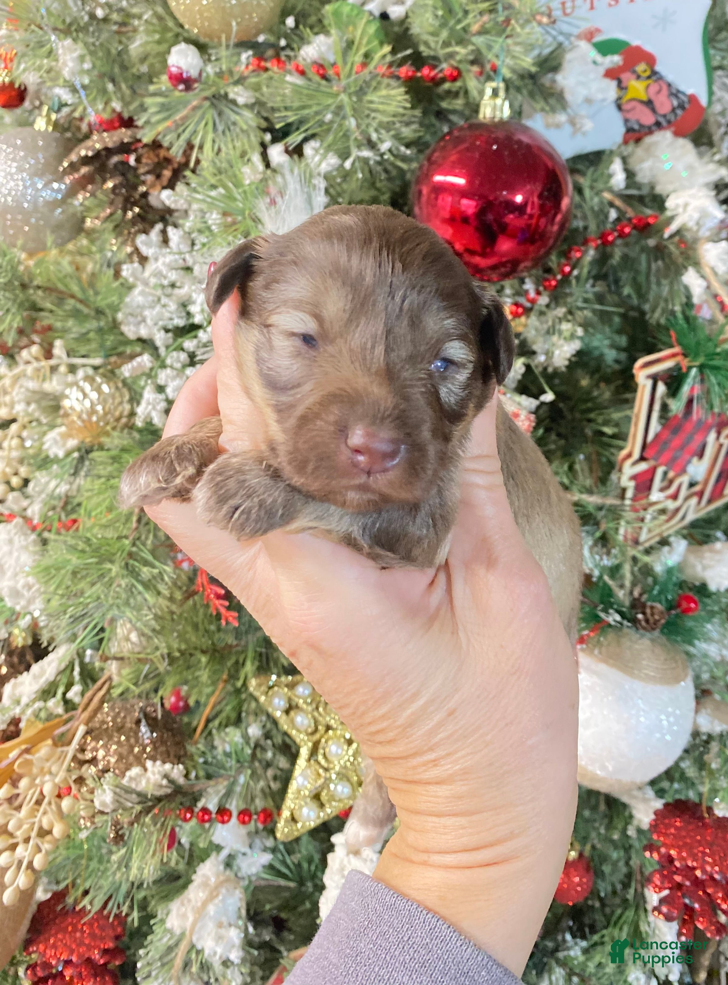 Miniature Schnauzer dogs Miniature Schnauzer Puppy 4 - Ad 14