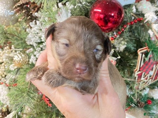 Miniature Schnauzer dogs Miniature Schnauzer Puppy 4 - Ad 14