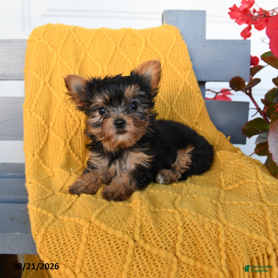 Yorkshire Terrier dogs Little Girl - Ad 2