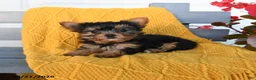 Yorkshire Terrier dogs for sale: Little Girl - Ad 2