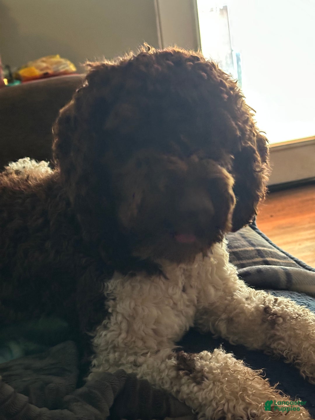 Gallery Image {{count}}