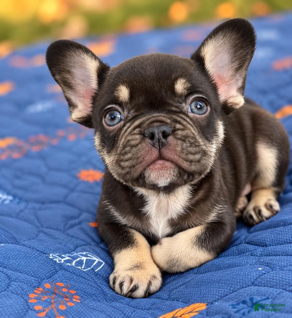 French Bulldog dogs for sale: Sammy - Ad 1