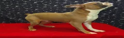 Boston Terrier dogs for sale: Riot - Ad 5