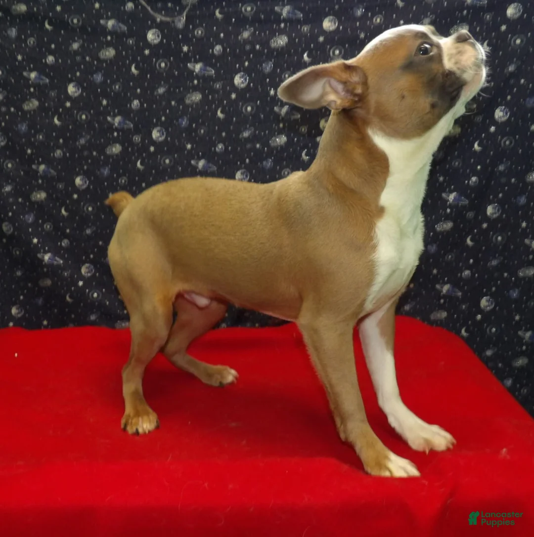 Boston Terrier dogs for sale: Riot - Ad 5