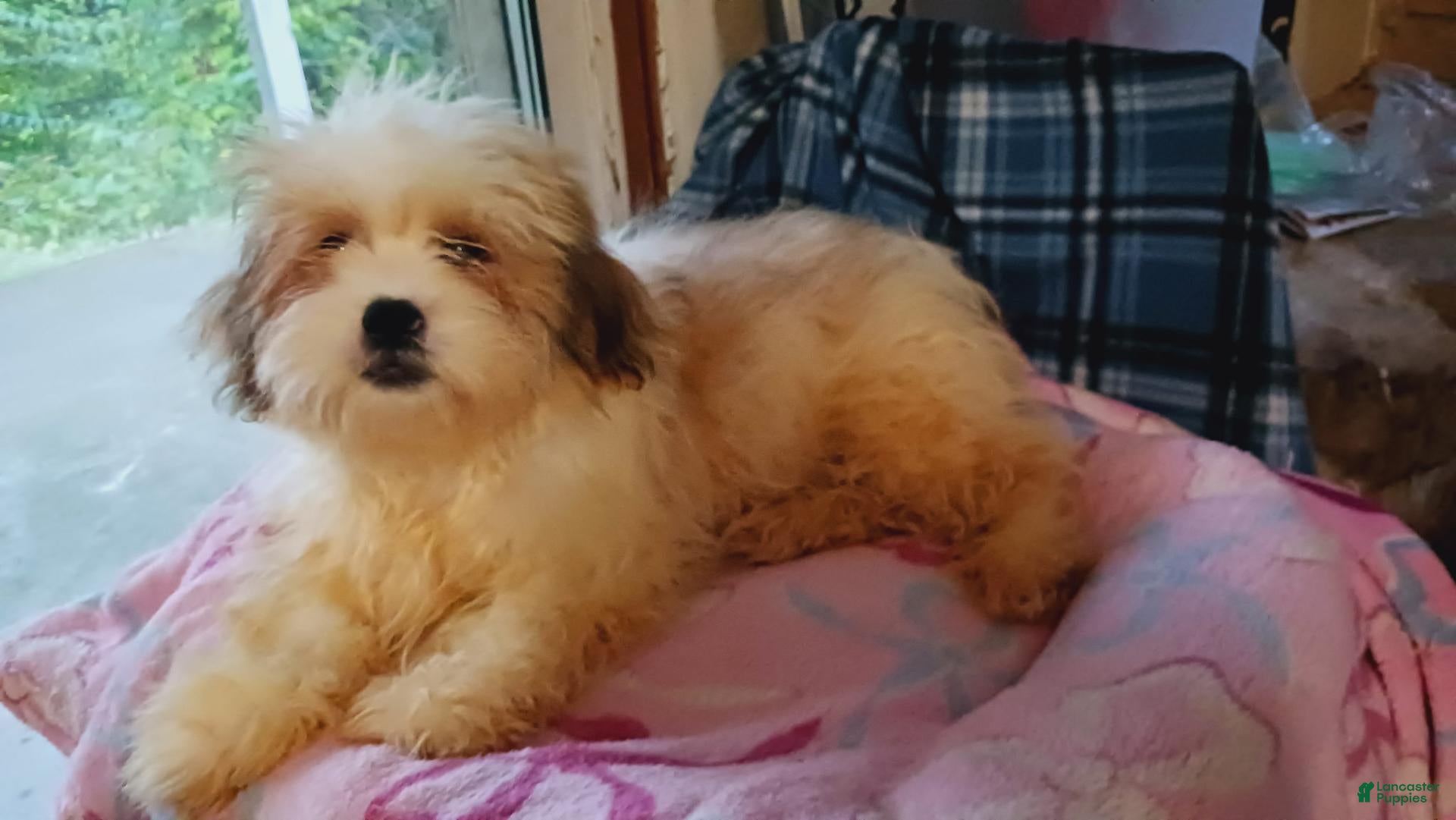 Shih Tzu dogs for sale: Shih Tzu 1 - Ad 3